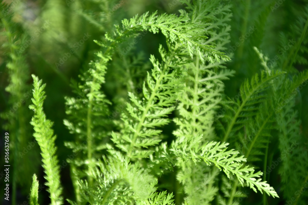 Nature background. Green leaf pattern texture abstract background. Natural beauty. Modern design. Yarrow ordinary Nature background. Green leaf pattern texture abstract background. Natural beauty. Modern design. Yarrow ordinary