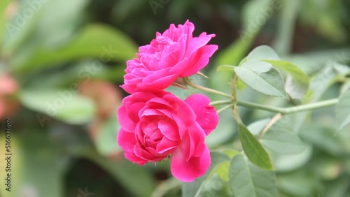 Wallpaper Mural Pink rose flower blooming. Beautiful roses growing in a garden. Slow motion 4K UHD video footage.  Torontodigital.ca