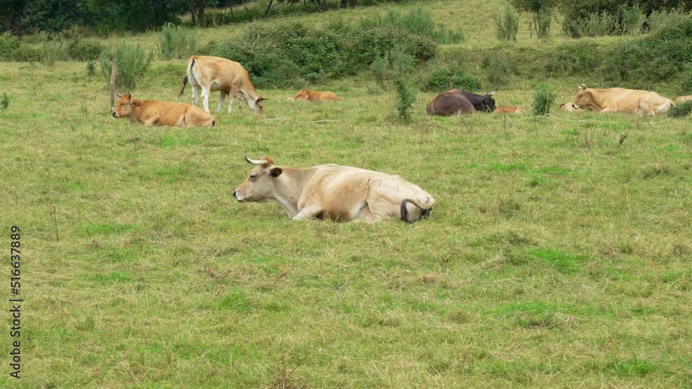 A herd of cows are resting on a farm pasture on the grass A herd of cows are resting on a farm pasture on the grass