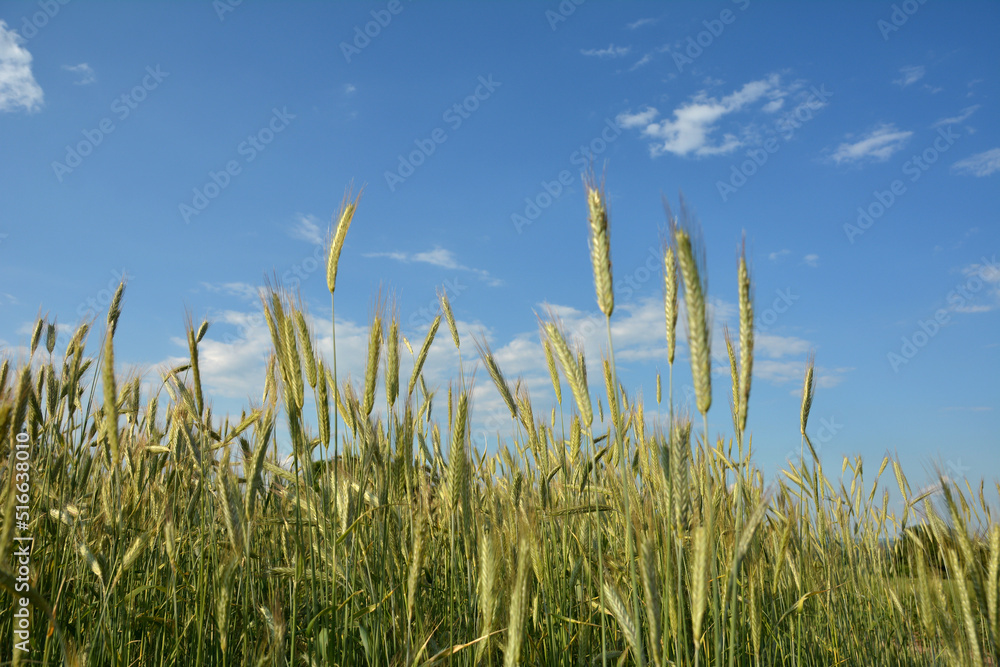 Obraz premium winter rye grows at the field .