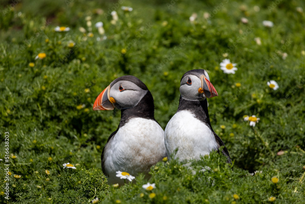 Obraz premium two puffins on the grass