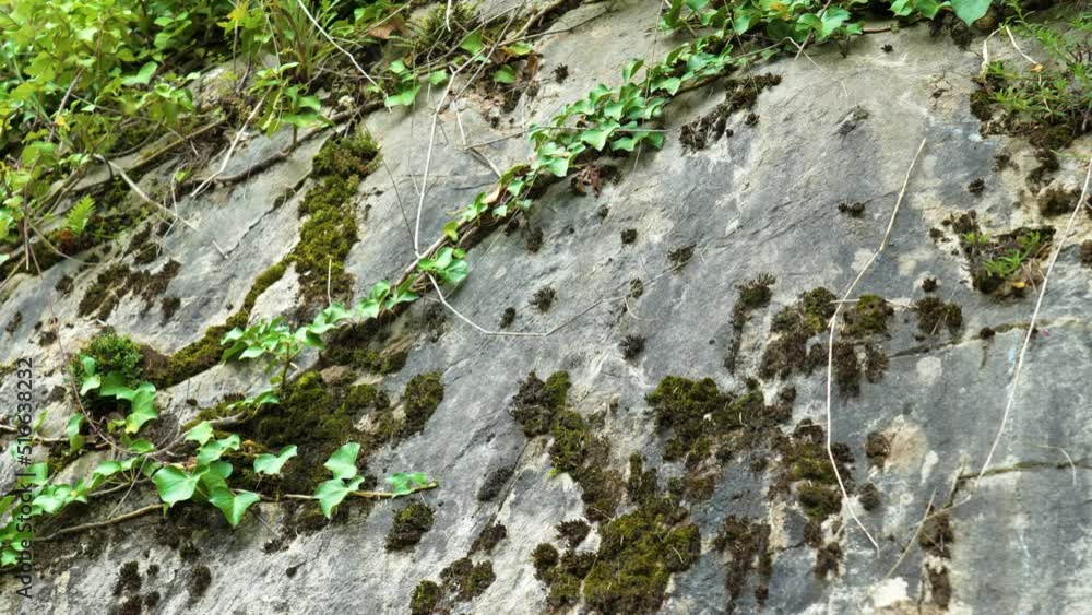 Natural weathered cracked rugged rock with ivy and moss. Detail view Natural weathered cracked rugged rock with ivy and moss. Detail view