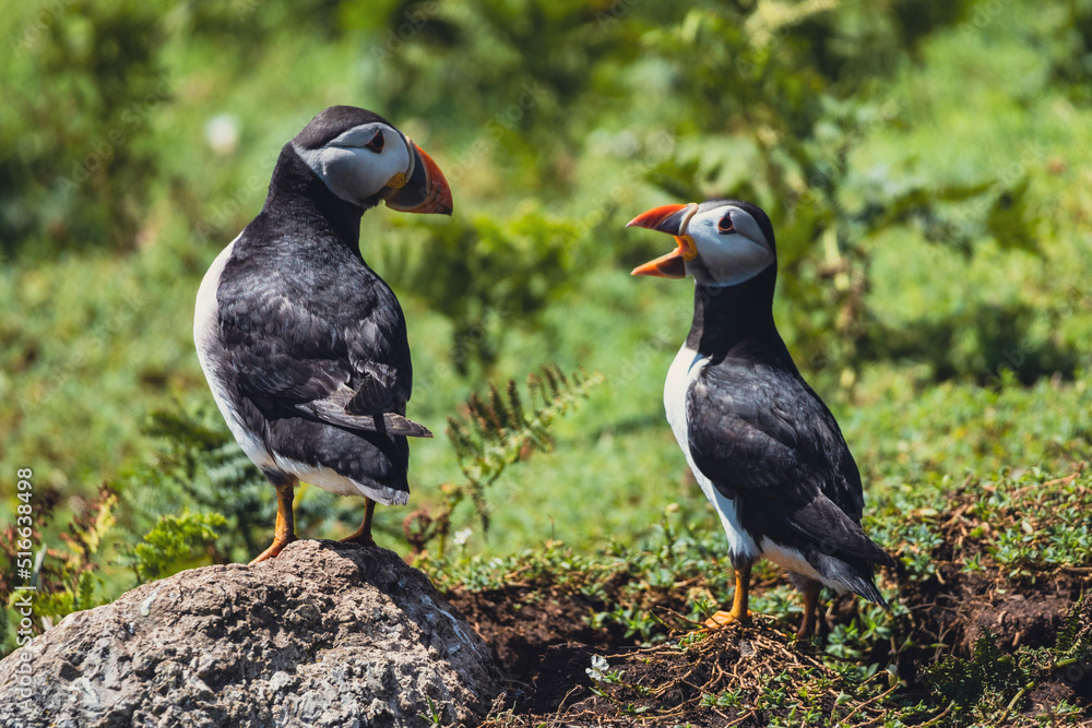 puffins talking puffins talking