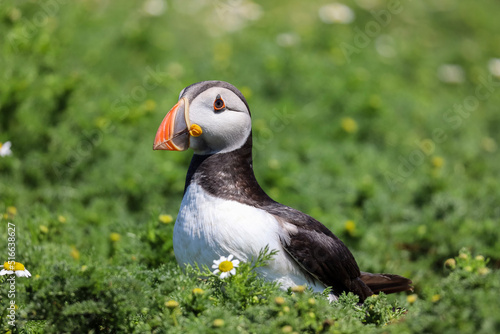 atlantic puffin or common puffin in the grass © SeanMichaelPritchard