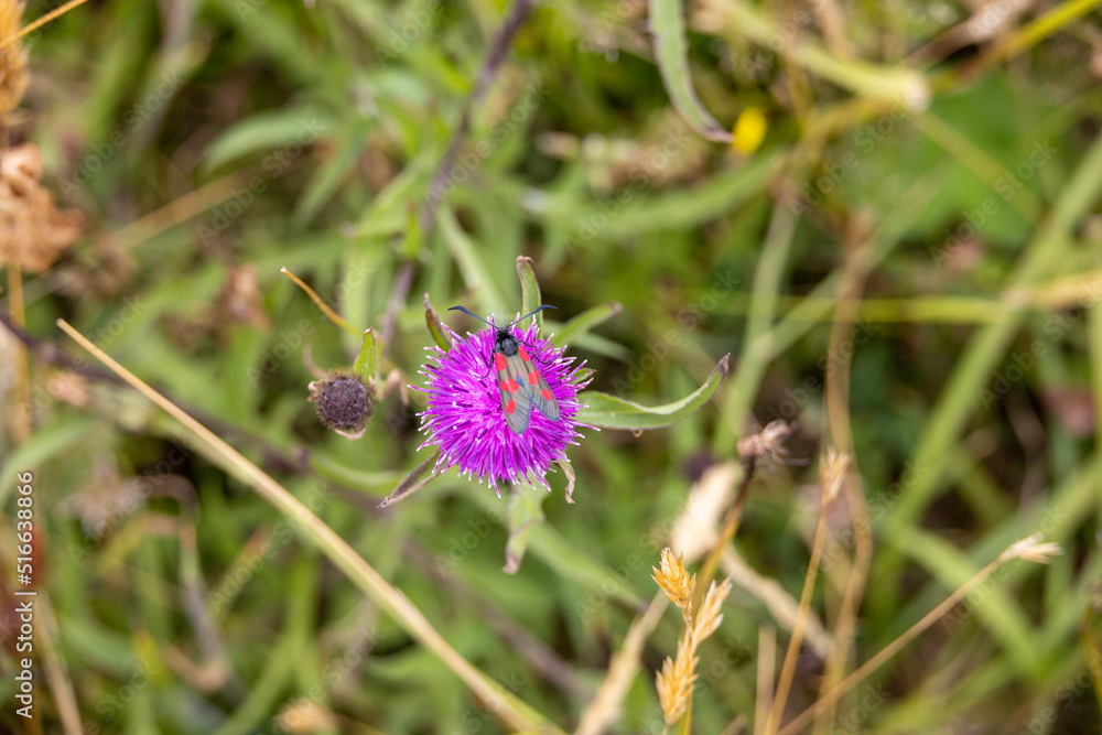 Six-spot burnet on thistle Six-spot burnet on thistle