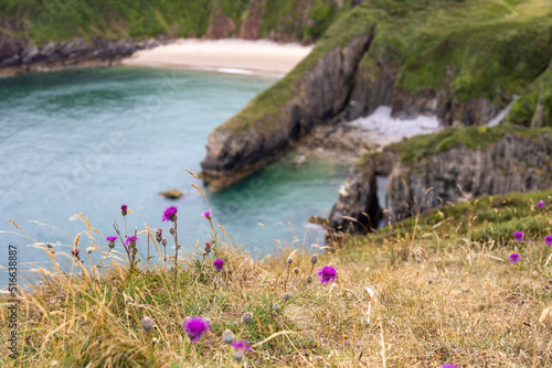 flowers on the coast