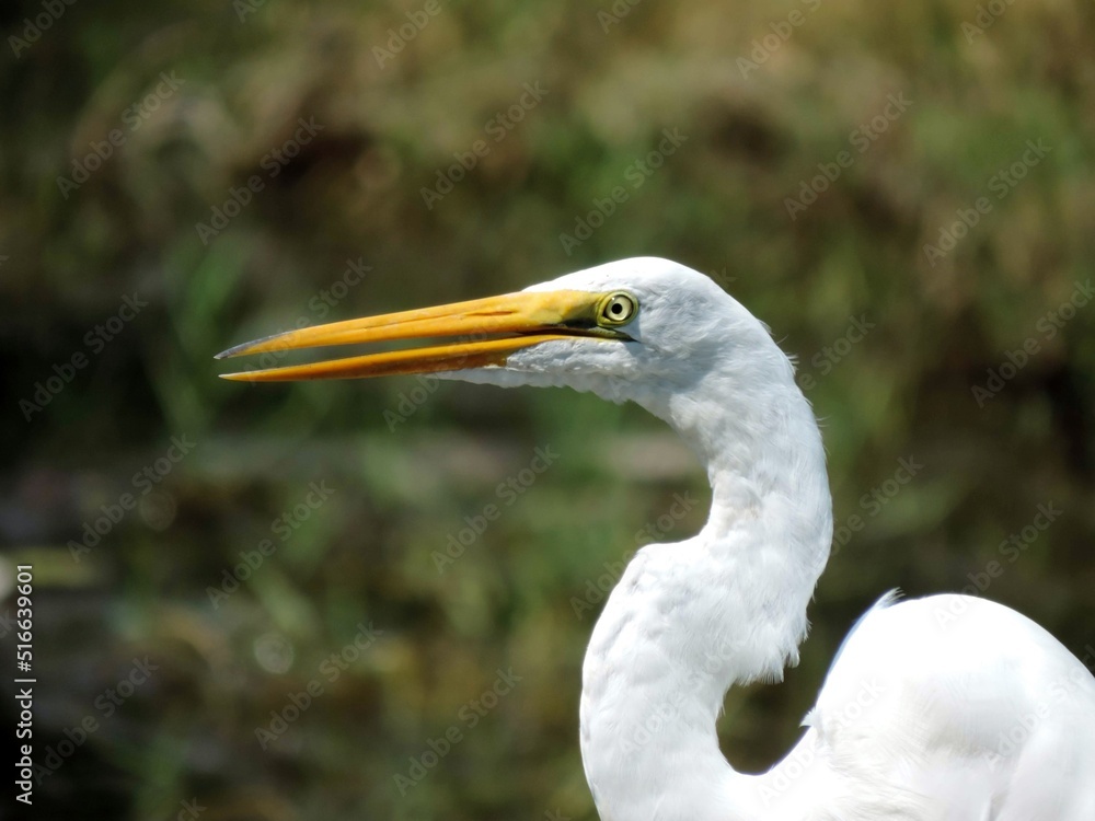 Great White Egret Bird Head Closeup in the Wild Great White Egret Bird Head Closeup in the Wild