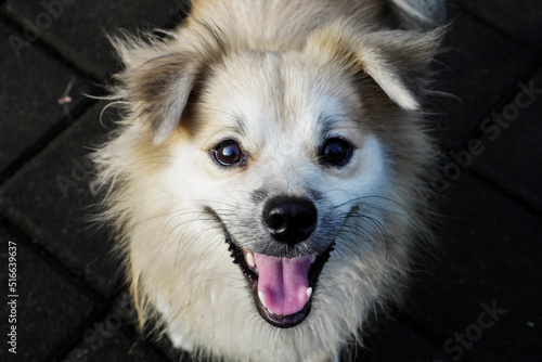 Cute dog playing in front of the camera
