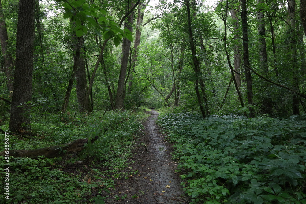 Path in the summer rainy forest
Path in the summer rainy forest