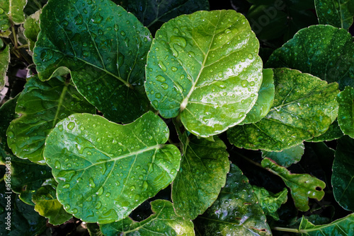 Green leaves with water drops after rain