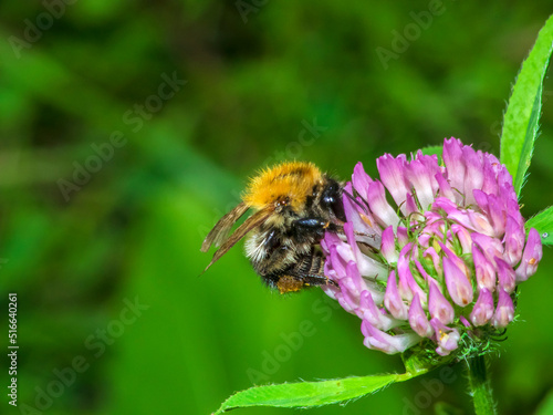 bumblebee 44 © jucan