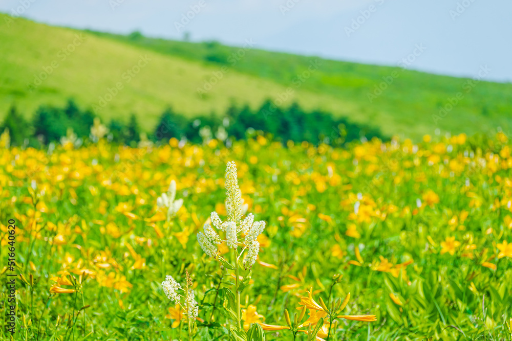 車山高原に花咲く高山植物　コバイケソウ
