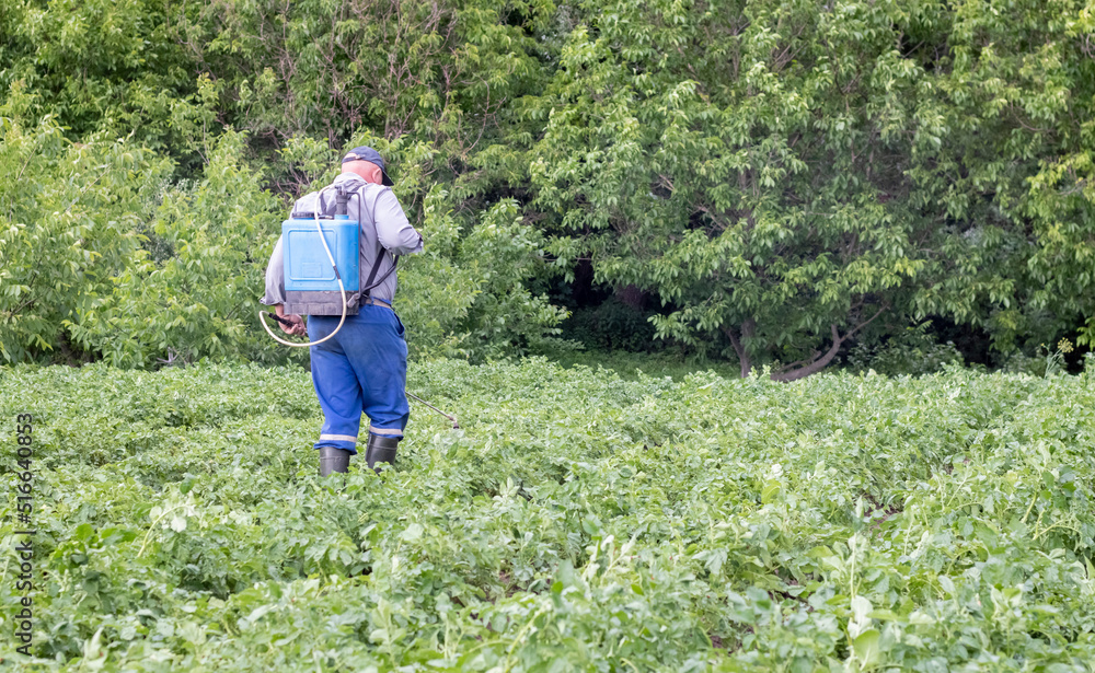A farmer applying insecticides to his potato crop. Legs of a man in personal protective equipment for the application of pesticides. A man sprays potato bushes with a solution of copper sulphate.
