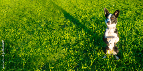 Obraz na plátně black and white dog border-collie breed is sitting on its hind legs and looking