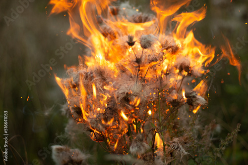 Burning of plant. Dry plant on fire. Harm to nature.