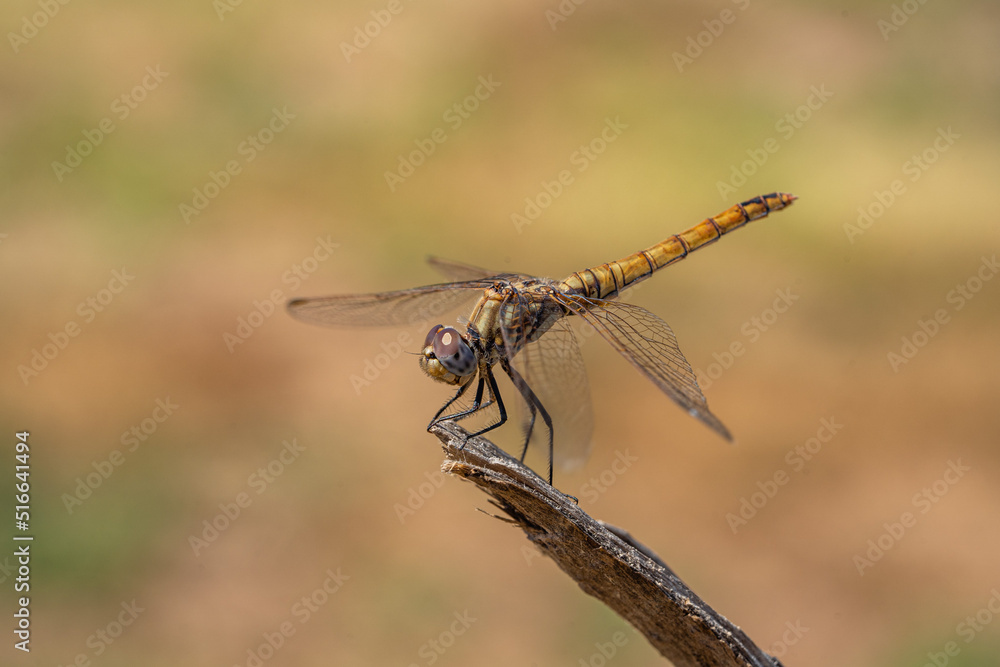Dragonfly sitting on the flower, colorful blurred background. Close up. Dragonfly sitting on the flower, colorful blurred background. Close up.