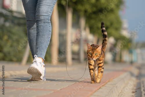 A Bengal cat on a leash walks next to a woman on the sidewalk. photo