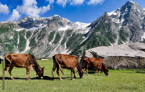 three medium sized same colored bulls grazing on green with snow streak mountains tourism adventure pakistan