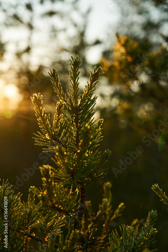 macro photo of a branch in the dawn sunset backlight. Natural photo for the interior