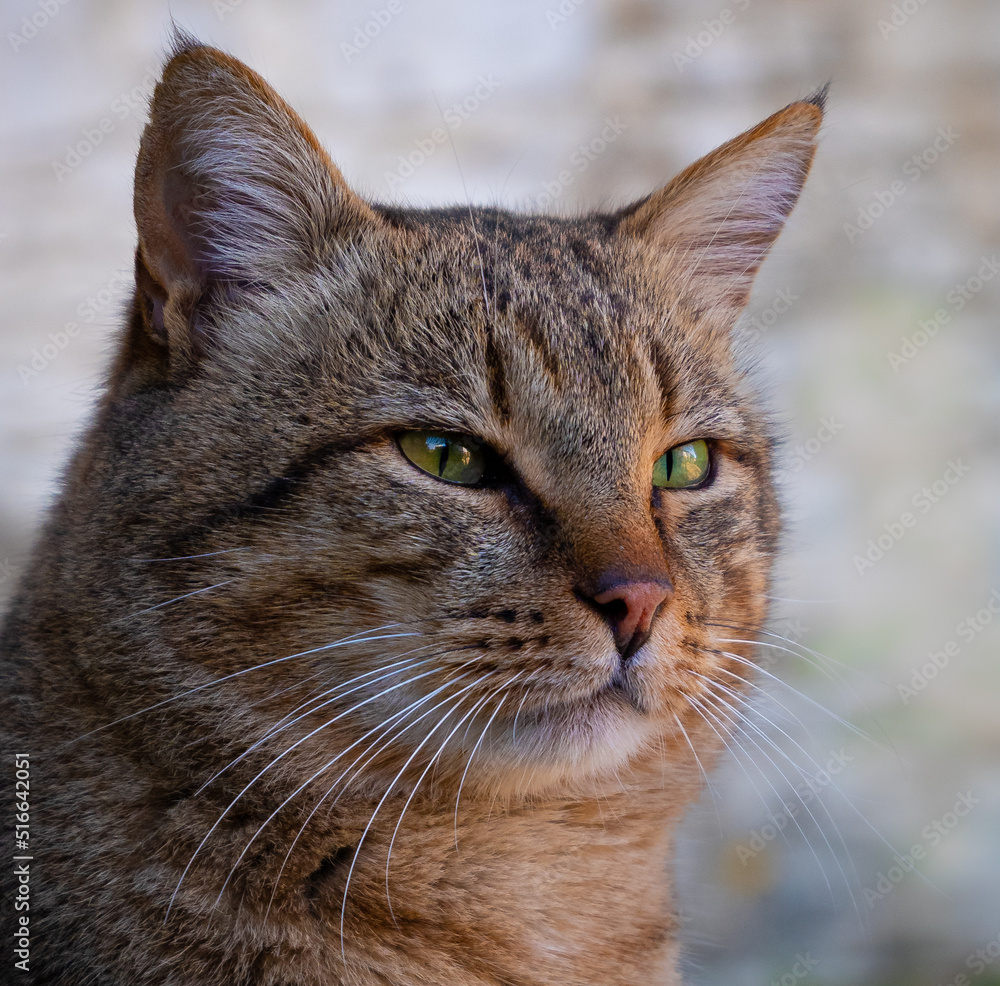 a serious looking cat