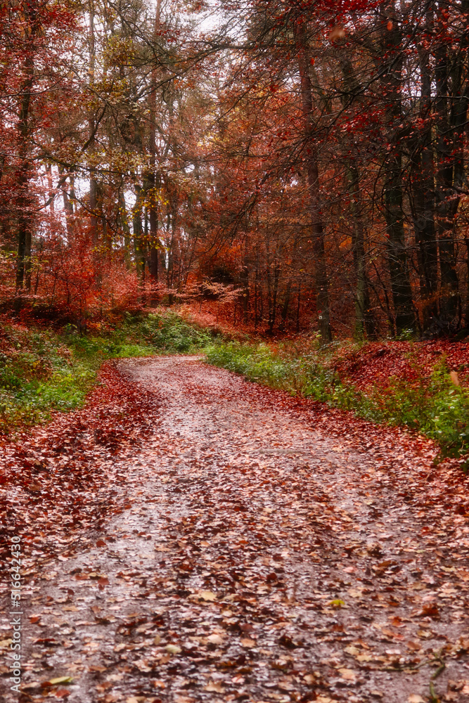 Yellow and brown leaves on muddy walking path surrounded by green plants and trees with colorful red, orange and yellow leaves in the Palatinate forest of Germany on a fall day.