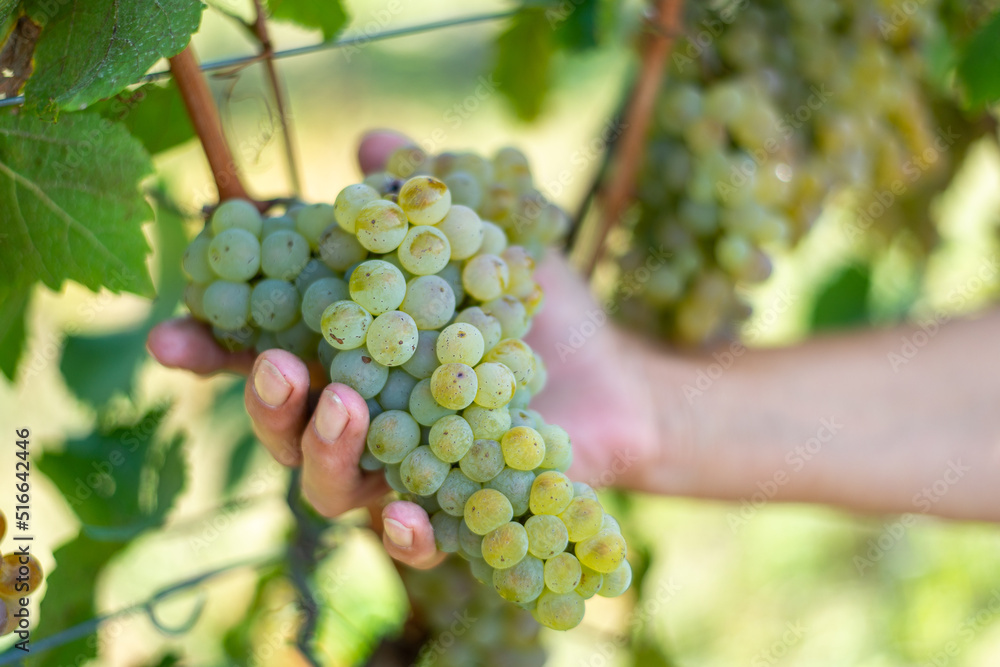 White grapes in the hands of the winegrower in the vineyard. Rich grape harvest, Hungary