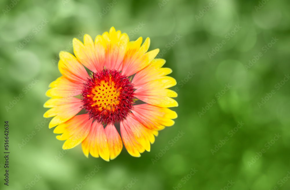 Yellow flower on a green background. Card. Yellow flower on a green background. Card.