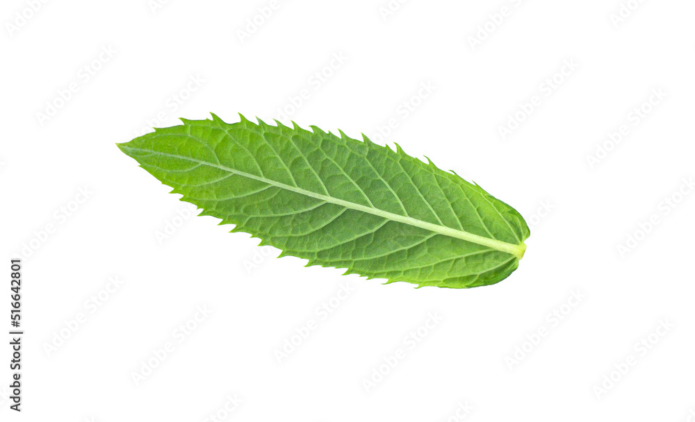 Fototapeta premium Mint leaf isolated on white background.