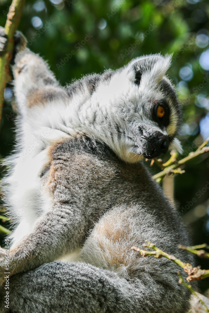 Fototapeta premium Close-up of lemur catta, Madagascar lemur, climbing a tree. 