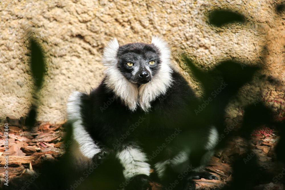 Obraz premium indri, lemur from Madagascar, sitting with half-open eyes