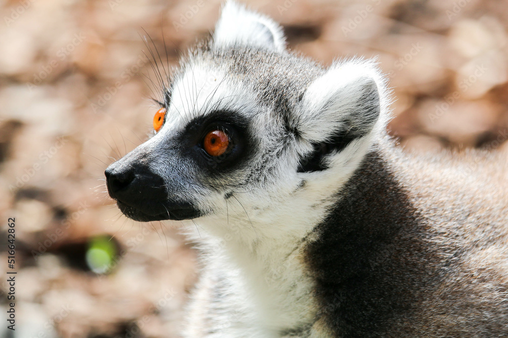 Fototapeta premium Close-up of lemur catta, lemur of Madagascar. 