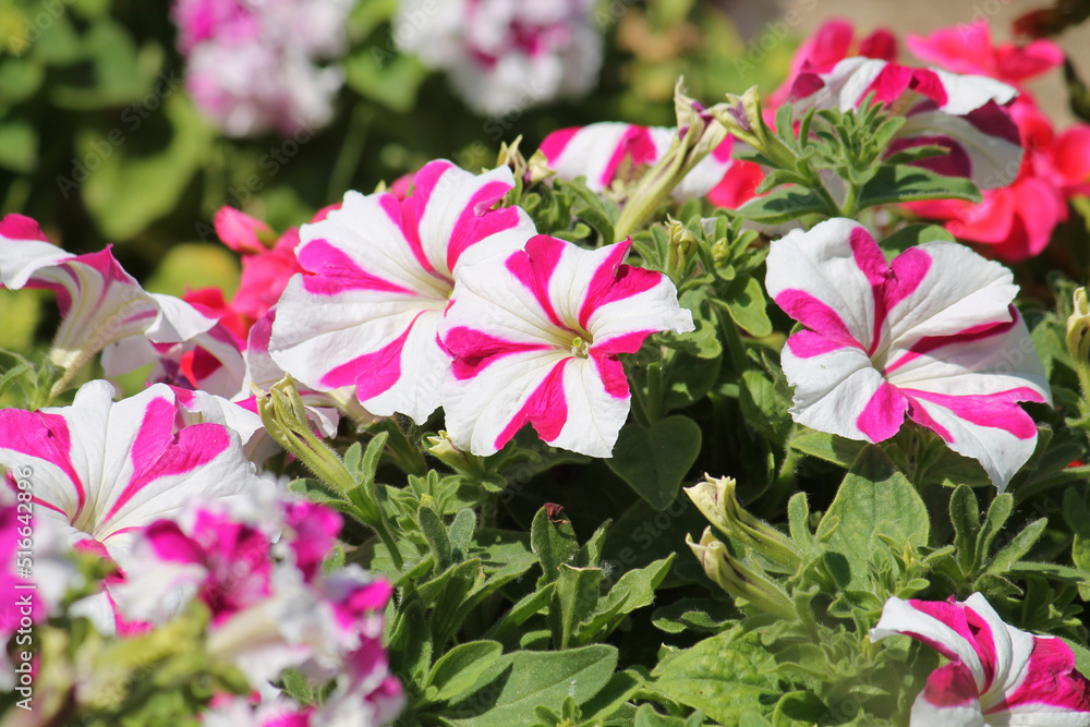 Striped pink and white flowers of Petunia Grandiflora plant in garden Striped pink and white flowers of Petunia Grandiflora plant in garden