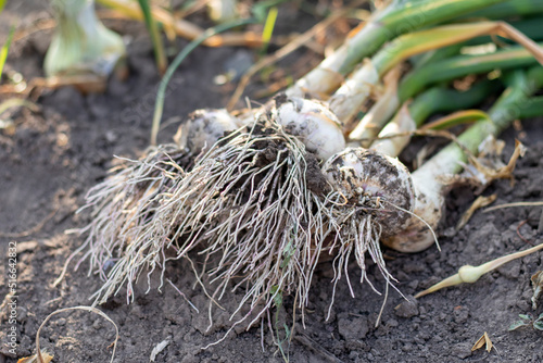 Young garlic with roots lying on garden soil. Collection of Lyubasha garlic in the garden. Agricultural field of garlic plant. Freshly picked vegetables, organic farming concept. Organic garlic.