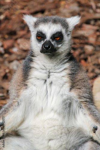 Close-up of ring-tailed lemur sitting on two legs