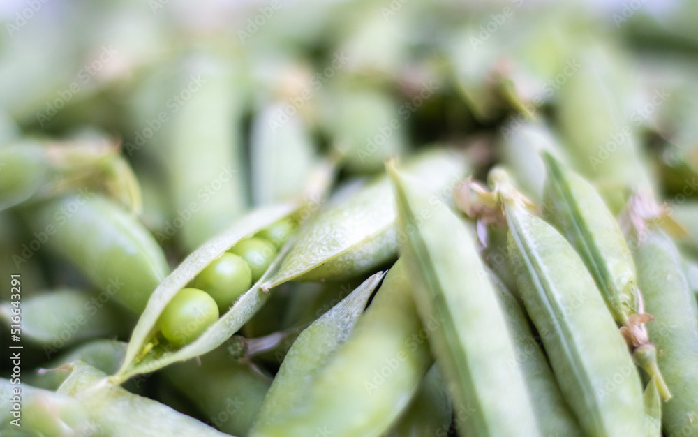 Obraz premium Lots of green peas. Unpeeled young green peas close-up. Green background. Healthy eco food. Vegetarian dishes. Harvesting vegetables. Beautiful close-up of fresh peas and pea pods.