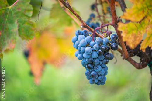 Blue vine grapes in the vineyard. Cabernet Franc grapes for making red wine in the harvesting.