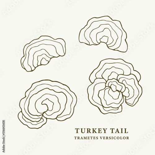 Set of line art turkey tail mushrooms