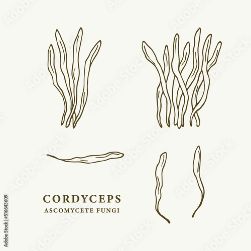 Hand drawn cordyceps mushroom illustration photo