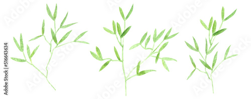 Fototapeta Naklejka Na Ścianę i Meble -  Hand drawn watercolor light and dark green colored wild plants and leaves isolated on white background. Aquarelle set of design elements.