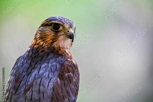 Falco columbarius or merlin is a species of falconiform bird in the Falconidae family photo