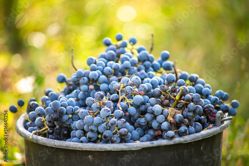 Bucket of grapes during the picking in the vineyard. The name of Cabernet Franc vine grapes in the crate at the harvest season.