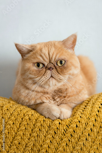 Bild auf Leinwand Portrait of beautiful chubby ginger exotic shorthair cat on a yellow pillow
