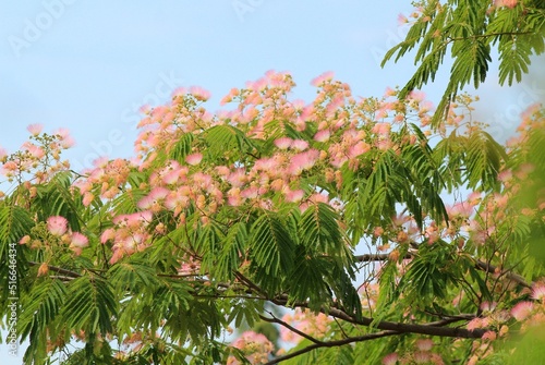 Pink flowers of Albizia julibrissin on branches against the sky photo