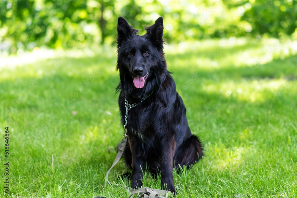 Beautiful black shepherd dog on the grass, on a green background. Beautiful black shepherd dog on the grass, on a green background.