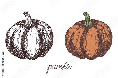 pumpkin vegetable hand drawn vector llustration realistic sketch. Hand drawn sketch vegetable pumpkin. Eco food. harvest photo