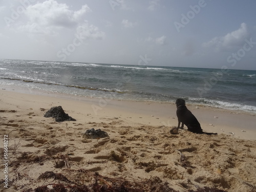 Un chien noir assis sur la plage de sable blanc regarde la mer