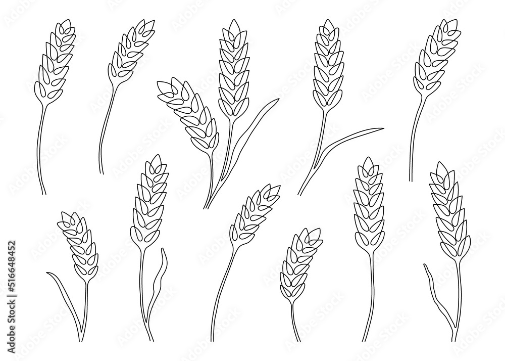 Vetor de Wheat grain ear, nature set, continuous art line drawing