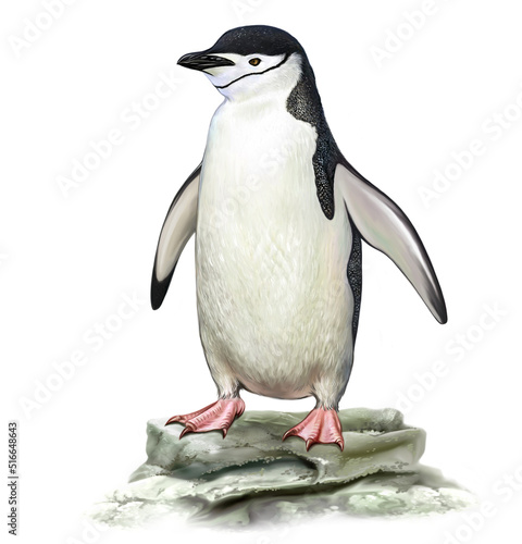 Photography Antarctic penguin, Pygoscelis antarctica