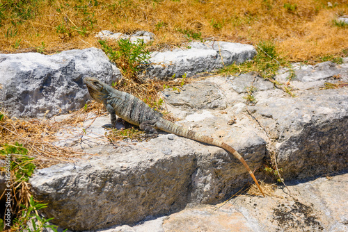 Iguana lizard in ancient ruins of Maya in El Rey Archaeological Zone near Cancun  Yukatan  Mexico