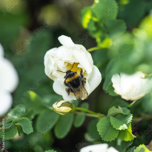 A bumblebee flies up to a white rose to collect nectar.